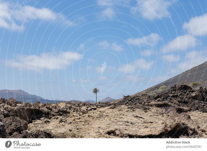 Lone palm in Lanzarote lava field tree rock landscape mountain silhouette sky blue cloud nature outdoor scenic barren terrain volcanic geology Canary Island