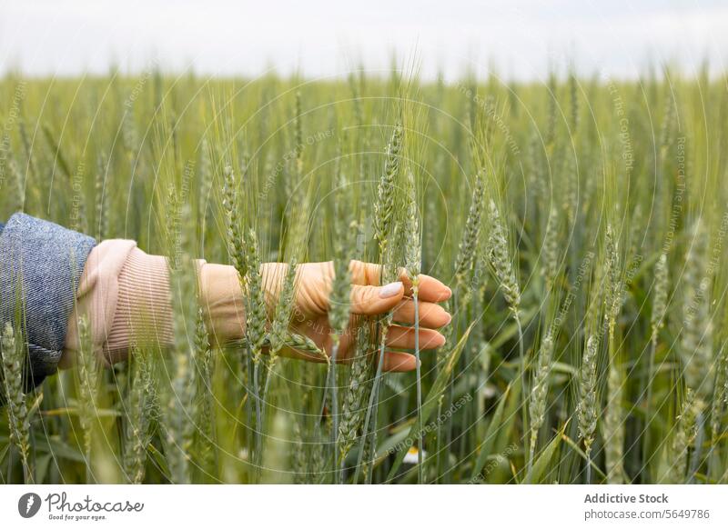 Crop unrecognizable woman touching tips of green wheat outdoors hand field nature gentle care connection earth denim sleeve beige sweater casual conscious