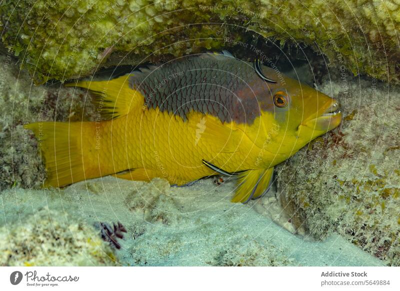 Yellow fish hiding among the rocks underwater yellow marine life wildlife nature ocean vibrant rocky landscape aquatic animal submerged marine biology fauna