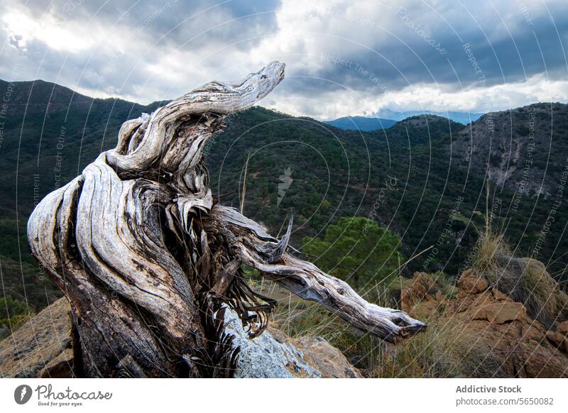 Weathered tree trunk overlooking a mountainous landscape weathered twisted ancient forest cloud sky dramatic nature outdoor backdrop dense prominence stand