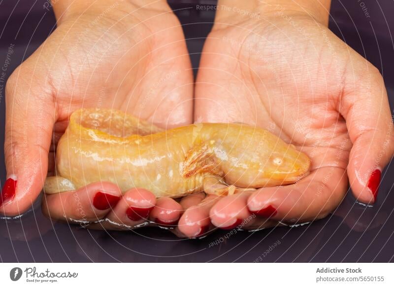 Anonymous person holding a Mexican Ajolote hands salamander endangered purple container Xochimilco Mexico City conservation biologist culture axolotl trajinera