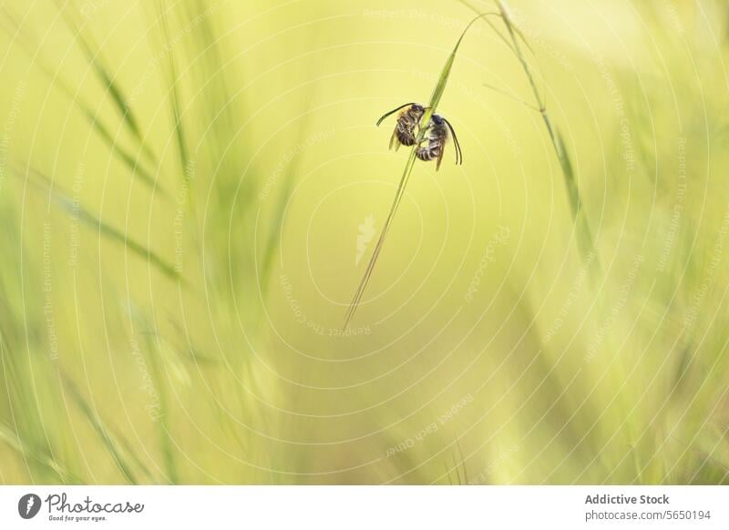 Solitary bees resting on grass in tranquil setting insect nature green backdrop solitary blade delicate perch soft macro wildlife bokeh summer spring ecosystem