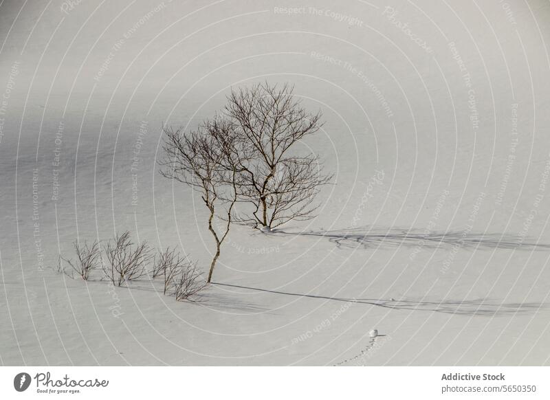 Beautiful snowy alps with bare trees against blue sky mountain cloudy scenic idyllic beautiful sunny japan winter nature tranquil landscape slope covering