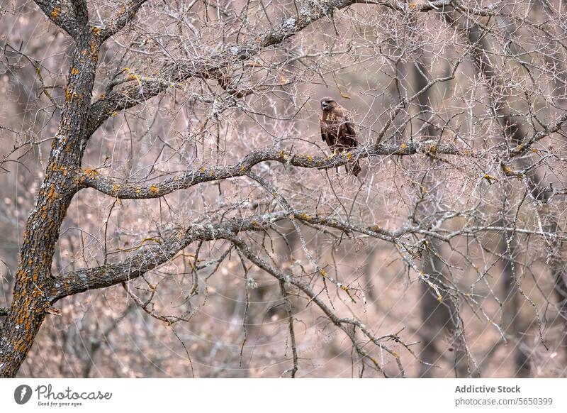 Majestic eagle perched in Mediterranean forest scene mediterranean tree branch nature wildlife camouflage bird habitat natural outdoor environment conservation