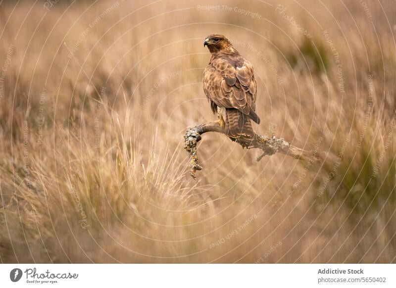 Majestic forest eagle in its Mediterranean habitat mediterranean wildlife nature bird raptor grass outdoors predator majestic animal feathers beak wings plumage