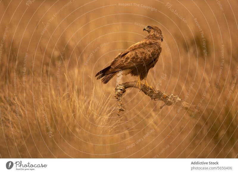 Majestic forest eagle perched in Mediterranean wilderness mediterranean wildlife bird nature golden hue solitary branch regal profile beauty predator raptor