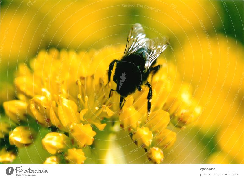 I sucker, you bee (or bumblebee) Bee Suck Yellow Animal Insect Honey Blossom Collection Blur Plant Flower Bumble bee Macro (Extreme close-up) Close-up Pollen