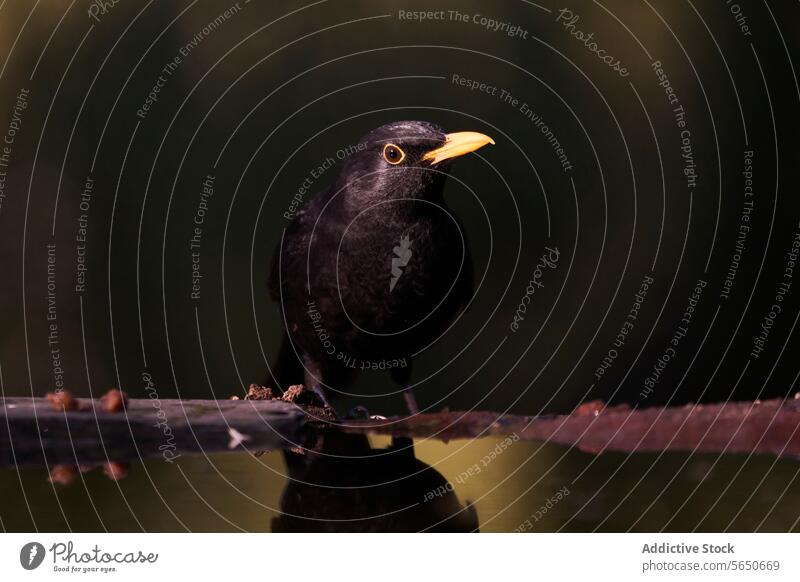 Blackbird perched on a branch in natural habitat blackbird nature wildlife beak yellow solitary elegant soft-focus background animal feather avian outdoors