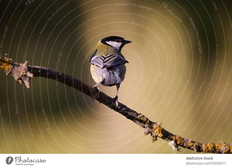 Elegant bird perched on a mossy branch in nature wildlife plumage serene soft-focus background animal black white natural outdoors avian feather tranquil