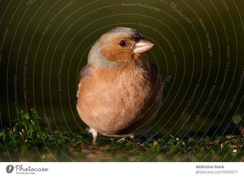 Close-up of a Chaffinch Perched Outdoors in Natural Light chaffinch bird close-up nature wildlife natural light soft-focus outdoor plumage solitary perched