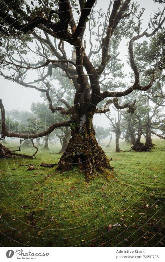 Idyllic and scenic view of trees on green grassy landscape in natural forest under dense foggy weather plant atmosphere growth cold temperature sky copy space