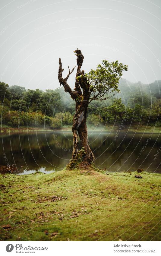 Damaged tree with branch and leaves near small pond in natural rainforest against cloudy sky plant fog weather leaf damaged environment green copy space lake