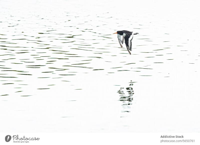 Graceful bird in mid-flight over tranquil water wildlife nature tranquility grace serene calm plumage reflection soaring white black peaceful beauty outdoor