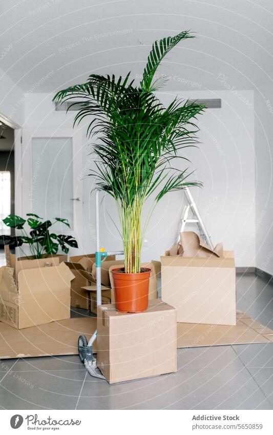 Interior of room with potted green plant on carton box middle relocate apartment new background home organic light decor move flora modern flowerpot residential