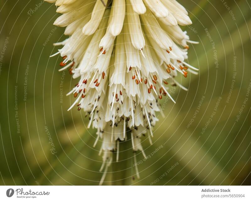 Close-up of a white blooming torch lily flower close-up petal red speck green background delicate nature plant flora botanical garden spring summer outdoor