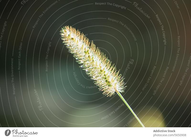 Serene close-up of a single foxtail grass spikelet natural light backlit tranquil serene delicate nature flora botanical outdoor summer spring seed plant green