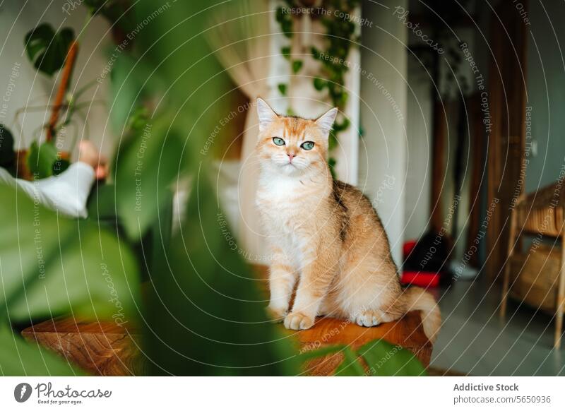 Cute domestic British shorthair golden cat sitting on wooden surface in apartment and looking away british shorthair relax pet bench animal attention comfort