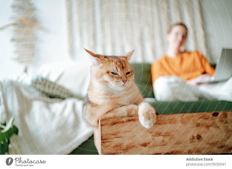 Cute British shorthair golden resting on bed at home near blurred woman working with laptop cat british shorthair kitty pet domestic purr comfort feline animal