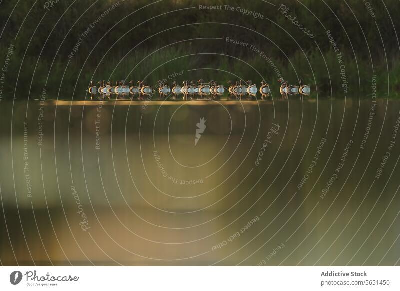 Common geese at lakes edge in blurred background Common goose flock reflection water dusk tranquil bird nature wildlife line still ansar comun wetland habitat