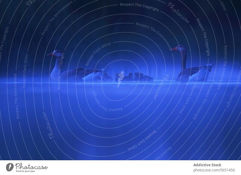 Twilight mist with common geese Common goose twilight water silhouette mystical serene nature bird lake reflection dusk wildlife outdoor tranquil peaceful