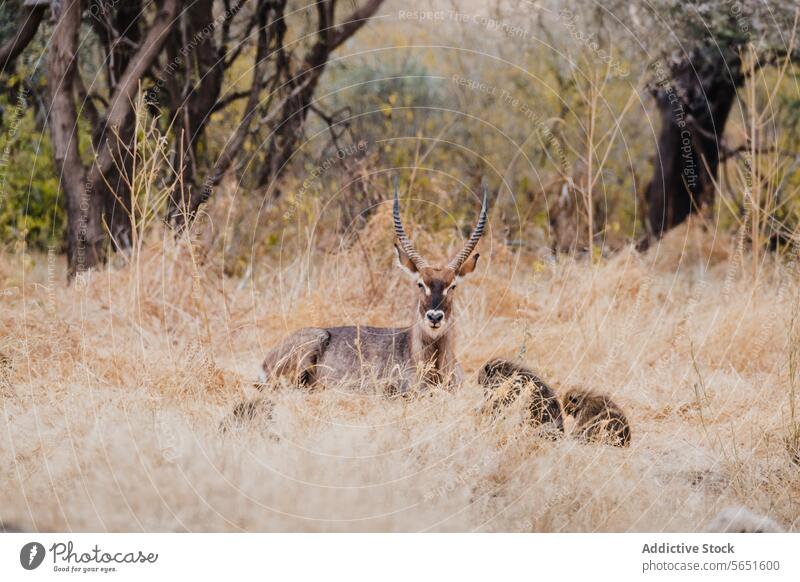 Waterbuck Resting in the Savanna with monkeys waterbuck resting savanna vigilant gaze horizon horns natural backdrop serene wildlife natural setting animal