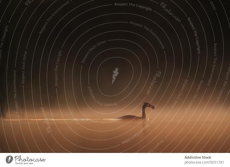 A solitary great crested grebe stands in misty waters at dawn, with a fish in its beak, silhouetted against a warm glowing backdrop Great crested grebe