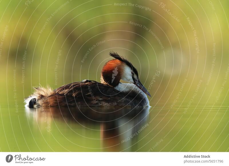 A solitary great crested grebe floats on a lake surrounded by foliage in the soft morning light against green background Great crested grebe golden reflections