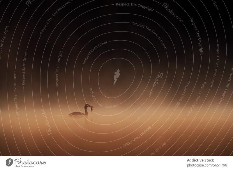 A solitary great crested grebe stands in misty waters at dawn, with a fish in its beak, silhouetted against a warm glowing backdrop Great crested grebe