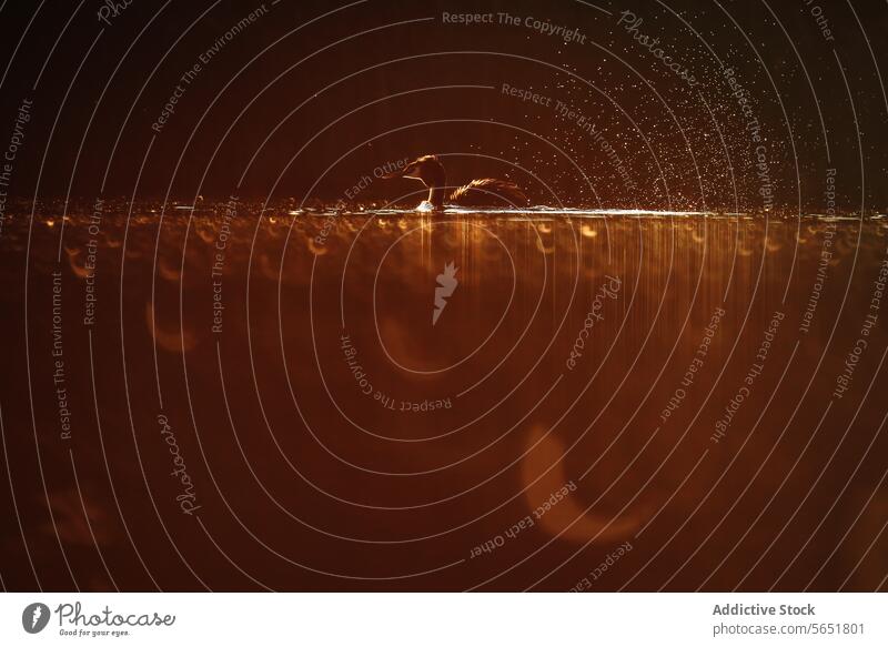 A great crested grebe dives into the night waters, creating a spectacular display of water droplets and ripples under a fiery orange sky Great crested grebe