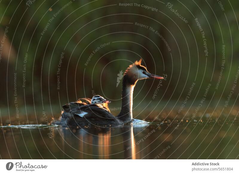 A great crested grebe rests on the water's surface, its chicks comfortably seated on its back, as it enjoys the warm glow of the sunset Great crested grebe