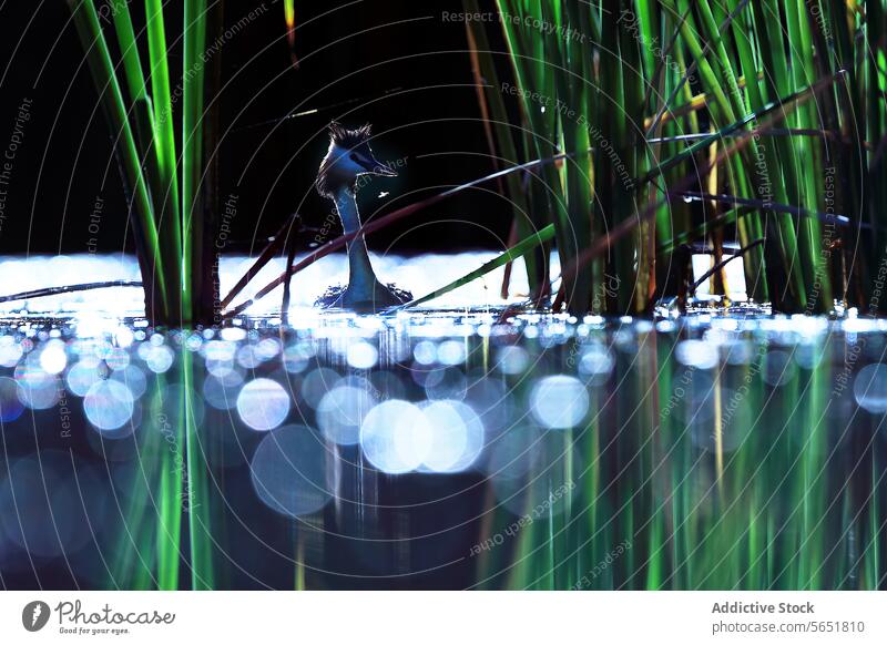 A great crested grebe hides amongst the reeds, the morning light casting a dramatic backlight and creating a beautiful bokeh on the water Great crested grebe