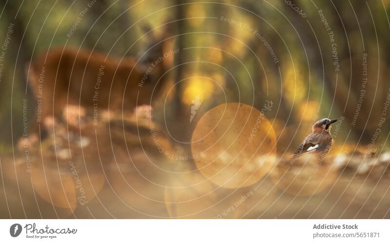 Enchanting autumn scene with roe deer and bird bokeh serene golden blurred background focus wildlife nature outdoors forest animal small tranquility environment