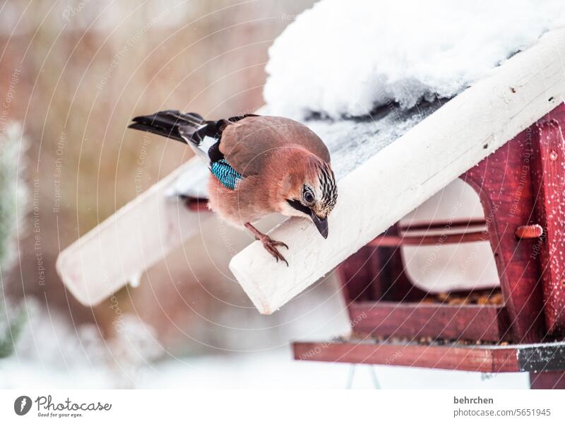 what's delicious for me today?! Jay birds Garden Animal Colour photo Seasons pretty Love of animals Nature Bird Animal portrait Wild animal Ornithology