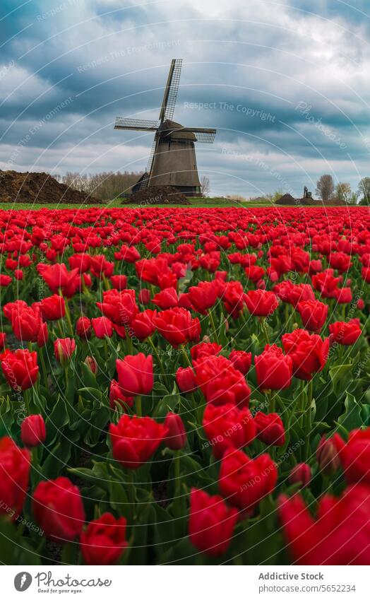 Vibrant red tulips in full bloom with a traditional Dutch windmill under a cloudy sky in the background Netherlands flowers spring nature horticulture vibrant