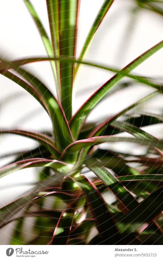 Green leaves of a houseplant green leaves Leaf Plant Houseplant Botany Decoration botanical Nature Garden decorations Detail Pot plant blurriness Close-up