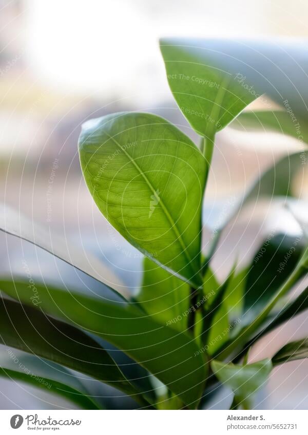 Green leaves of a houseplant green leaves Leaf Plant Houseplant Botany Decoration botanical Nature Garden decorations Detail Pot plant blurriness Close-up