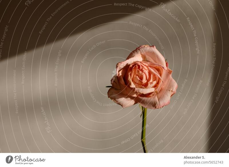 Pink rose in front of a white wall in the sunlight pink rose Flower Blossom Plant fading Limp wilting flower Transience Faded withered rose Still Life vanitas