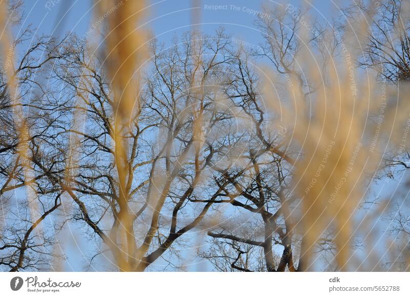 high up | bare trees in winter against a blue sky with pampas grass. bare deciduous trees Bleak Winter Exterior shot Tree Nature Environment Sky Landscape Cold