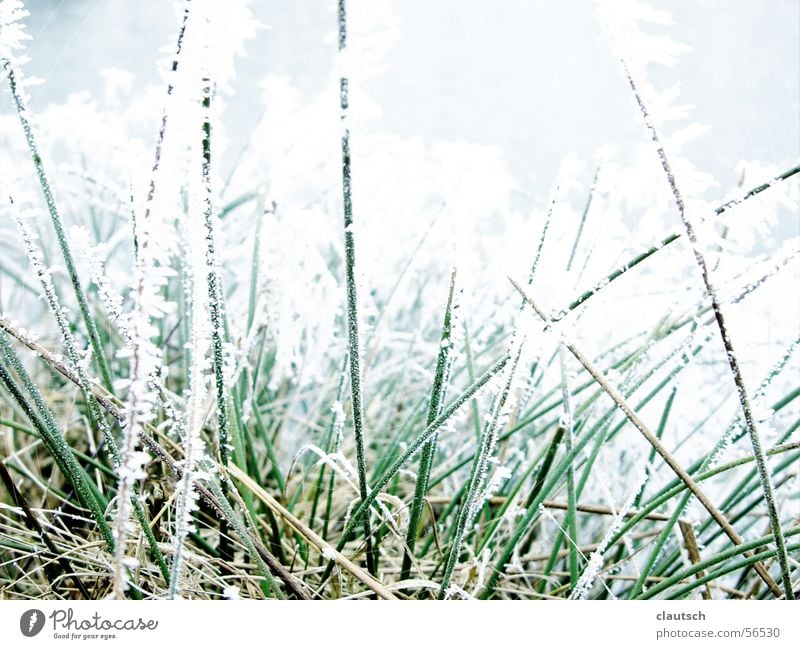 frozen grass Winter Grass Blade of grass Meadow Frozen Freeze Cold Green Thorny Calm Frost Ice Hoar frost Point Blue Nature