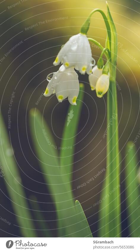 Spring snowflakes after a rain with drops of water Spring flower Spring fever spring awakening heralds of spring herald of spring spring flowers Nature