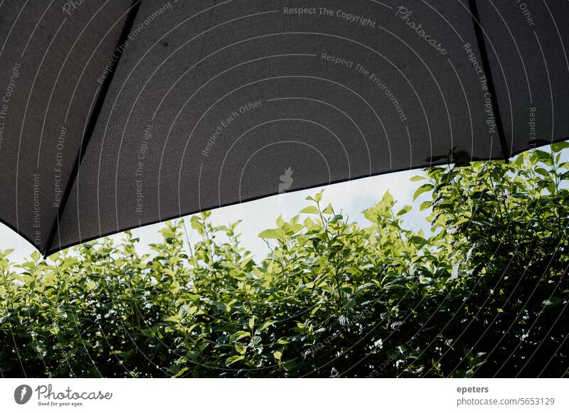 Green hedge next to a parasol in a café Light and shadow Hedge green hedge sunshine Sunshade Summer Shadow Exterior shot Contrast light dark light dark contrast