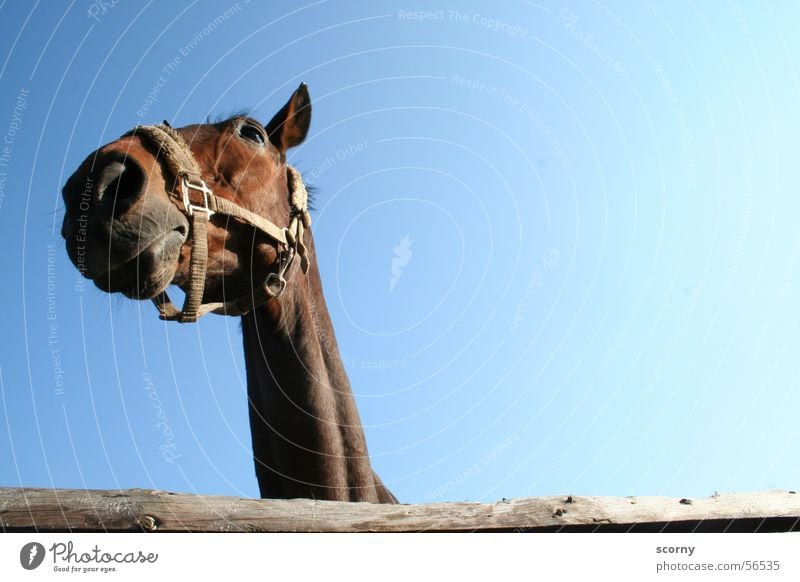 Fury waits for the slaughterhouse... Horse Horse's head Brown Wood Wooden fence Fence Bridle Sky Blue Neck