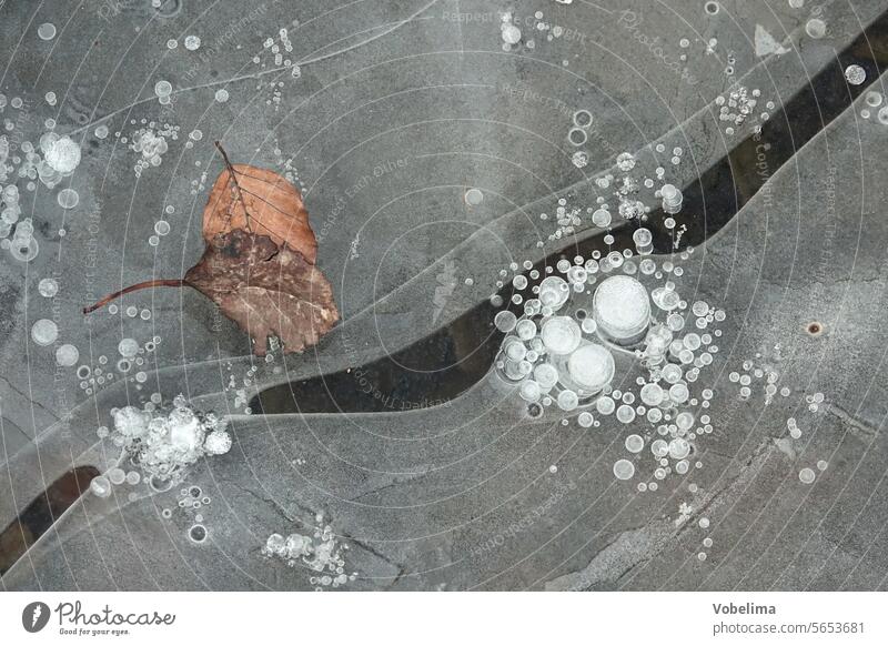 Ice cream on a temple Puddle Abstract Frozen surface Frost chill Cold Surface Lake structure Pond pond Winter Leaf leaves ponds