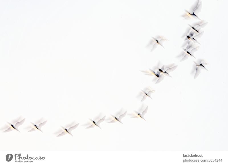 cranes, blurred blurriness Nature Exterior shot Environment Sky Unsharp blurred hazy Abstract Unclear