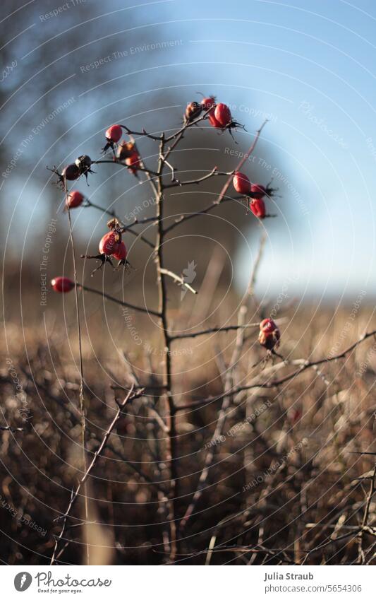 rose hip branch Rose hip Twig Plant Winter beautiful light Sunlight Blue sky Agriculture Field Margin of a field