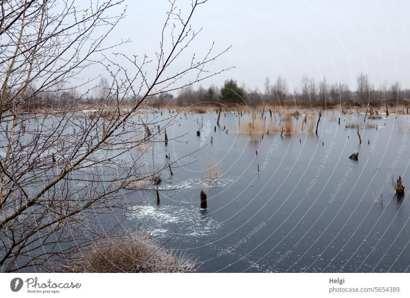 frosty moor Bog Moor lake Winter Frost Ice chill Water Frozen Tree Tree stump shrub Grass Plant Sky Nature Exterior shot Deserted Landscape Cold Environment