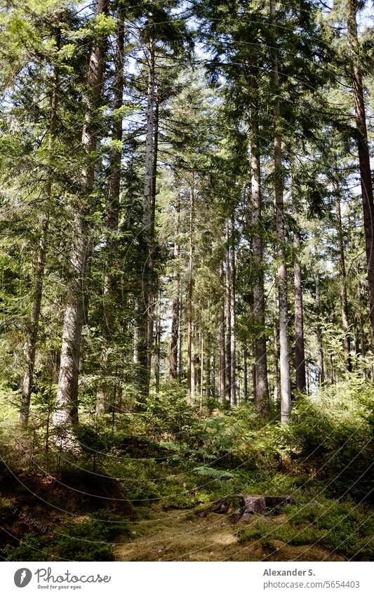 Conifers in the forest with moss and small plants underneath on the forest floor Forest conifers trees Coniferous forest Nature Environment Green Forestry