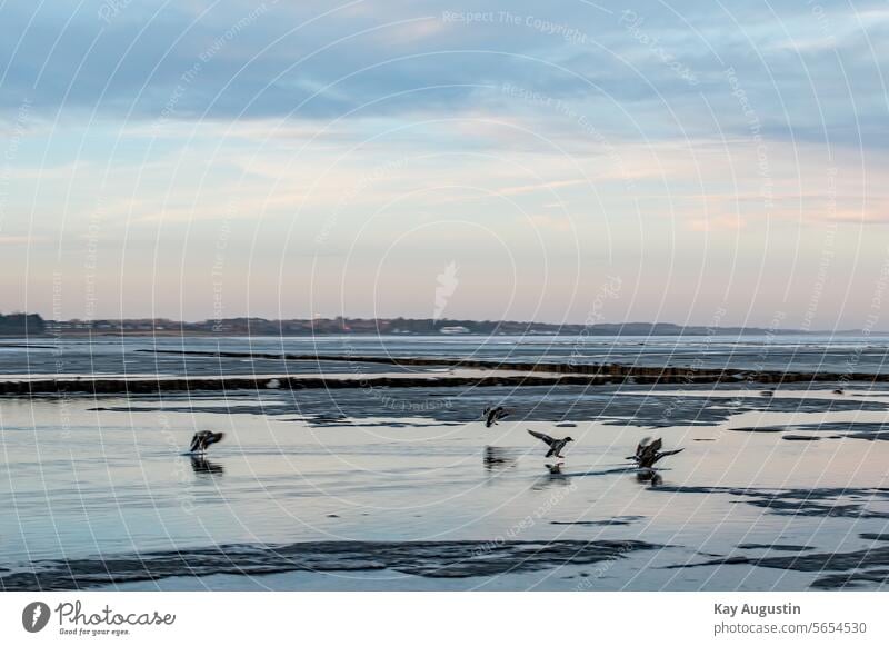 On the Wadden Sea Sylt North Sea Mud flats North Sea coast Island Nature reserve schleswig holstein Sylt island Colour photo Wadden Sea National Park