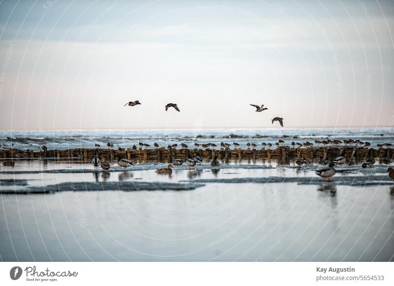 Ducks and snipe birds Snipe birds Exterior shot Landscape Colour photo Vacation & Travel coast Nature Sky North Sea North Sea coast Ocean on the Wadden Sea