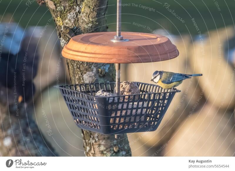 Blue tit at the feeding place Feeding area Exterior shot Colour photo Animal Bird Wild animal Close-up Winter Environment Garden Animal portrait Nature